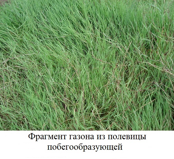 фото  ПОЛЕВИЦА ПОБЕГООБРАЗУЮЩАЯ